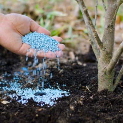 حبوب / حبيبات