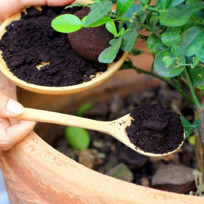 أسمدة النباتات الداخلية