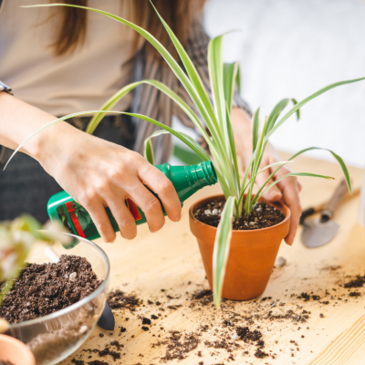 أسمدة النباتات الداخلية