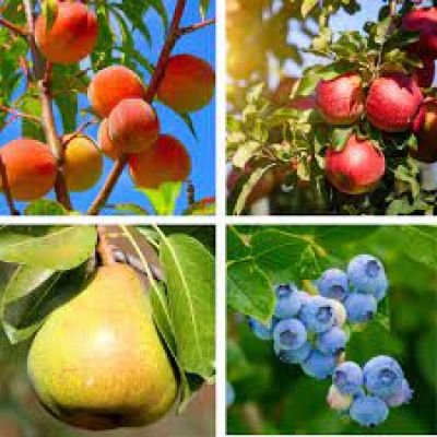 أسمدة الفواكه والخضروات