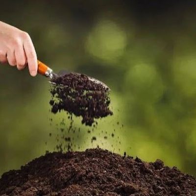 أسمدة الزهور والنباتات الزينة