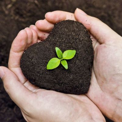 أسمدة الزهور والنباتات الزينة