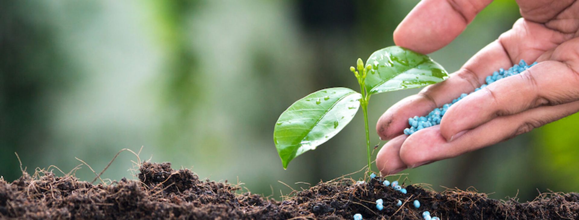 عنوان الشريحة