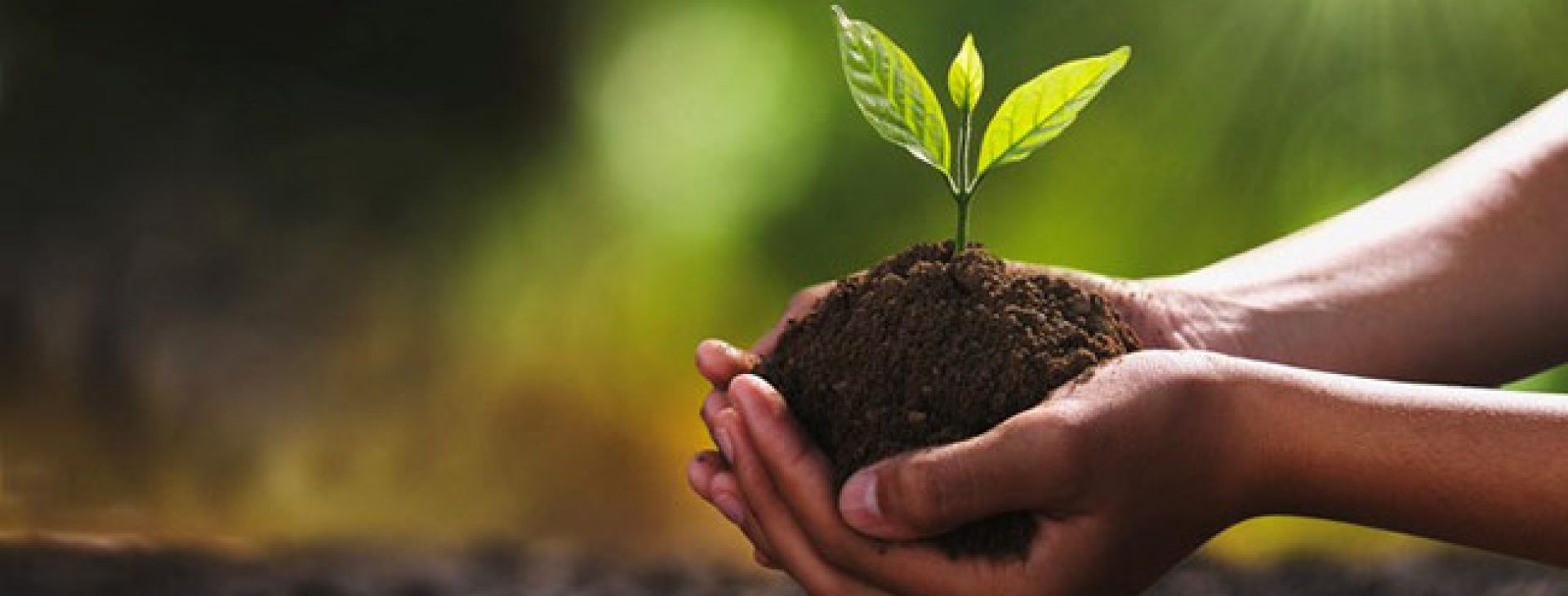 عنوان الشريحة