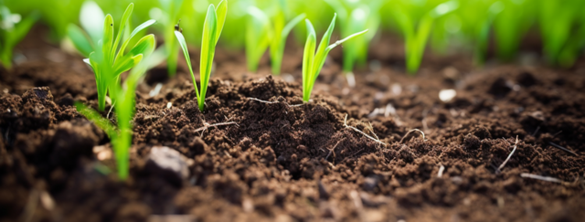 عنوان الشريحة